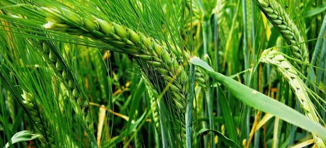 Какие существуют способы посева ячменя озимого?