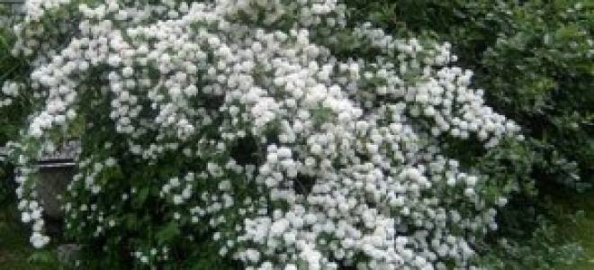 Тонкости выращивания чубушника у себя на участке