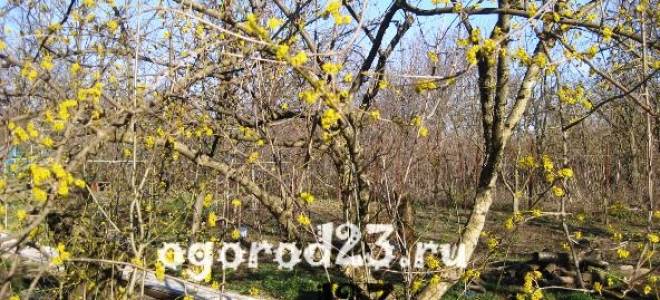 Практические советы по посадке и уходу за кизилом