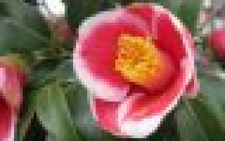 Замиокулькас