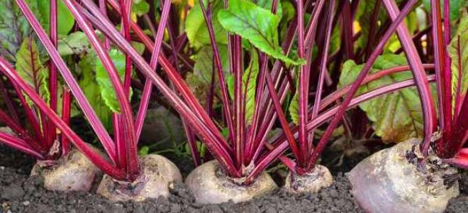 Особенности выращивания свеклы в открытом грунте