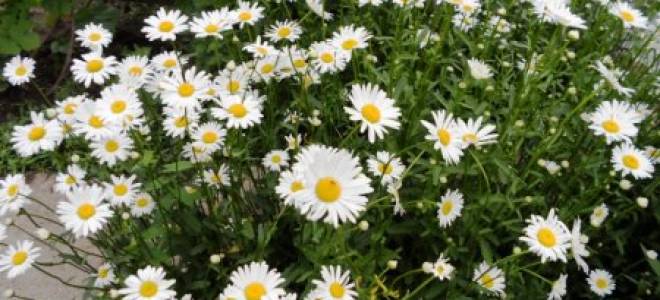 Лечебные и садовые виды ромашек с описанием и фото