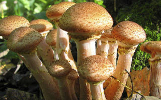 Какие грибы растут в калининградской области