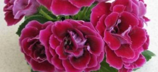 Особенности выращивания глоксинии сорта есения