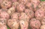 Среднеранний сорт картофеля ильинский