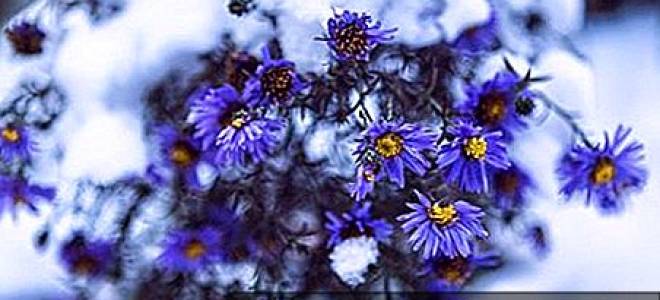 Как размножить сентябринки