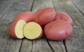 Выращивание картофеля розара правила посадки и ухода