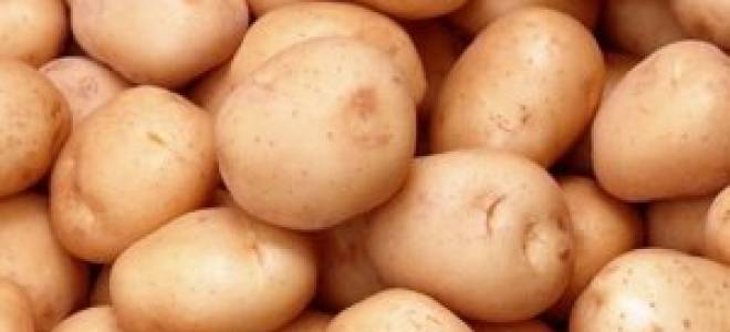 Вкус и урожай сорт картофеля жуковский ранний