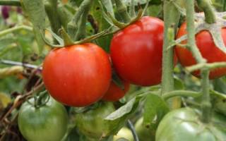 Особенности выращивания сорта помидор взрыв
