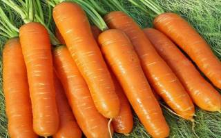 Морковь нантская описание посадка и уход