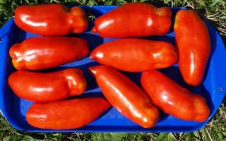 Как вырастить томат перцевидный особенности посадки и ухода за растением