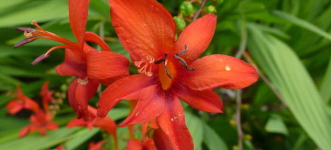 Секреты успешного выращивания монтбреции посадка и уход в открытом грунте