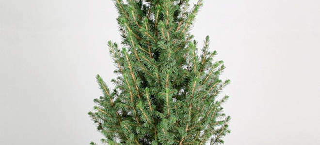 Посадка и уход за пихтой как вырастить новогоднее дерево