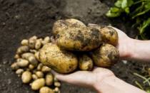 Как правильно и когда применять гербициды от сорняков для картофеля