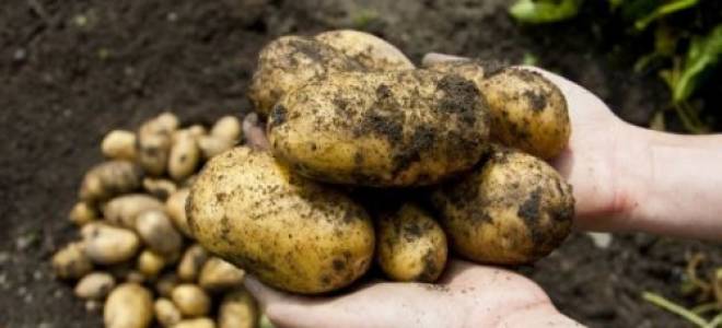 Как правильно и когда применять гербициды от сорняков для картофеля