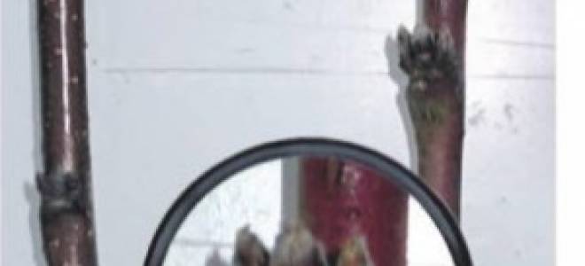 Правильно заготавливаем и храним черенки общие советы и рекомендации