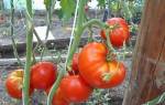 Как посадить и вырастить томат цунами