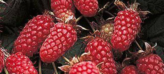 Ежевика сорта гималаи описание особенностей ухода и размножения