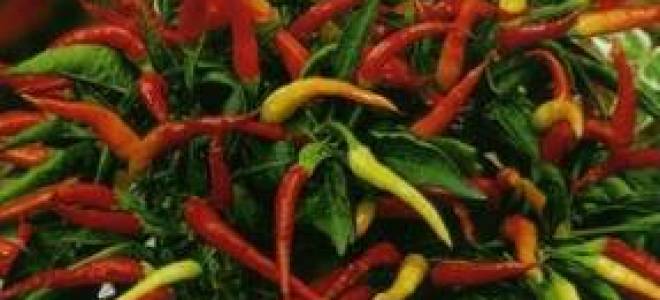 Капсикум перец декоративный правильный уход за огоньком на подоконнике