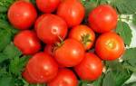 Как вырастить томат ямал правила посадки и ухода
